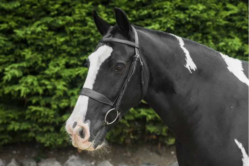 EcoRider Classic Show Bridle Brown-1